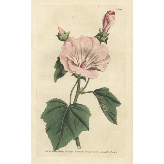 Annual Mallow, Malva Trimestris Poster Print By ® Florilegius Mary Evans (24 X 36)