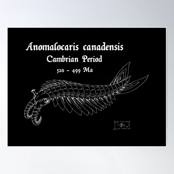 Anomalocaris Canadensis Poster Wall Art, Modern Wall Decor For Living Room Bedroom, 8x12 UNFRAMED