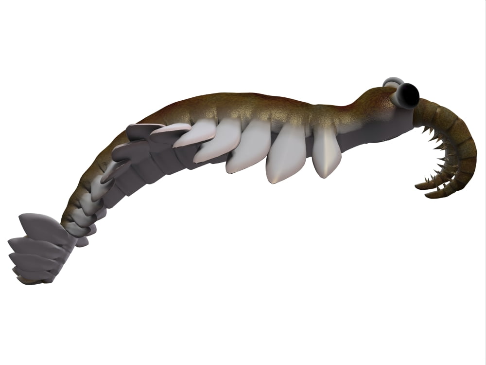 Anomalocaris from the Cambrian period of the Paleozoic Era Canvas Art - Corey FordStocktrek Images (17 x 13)