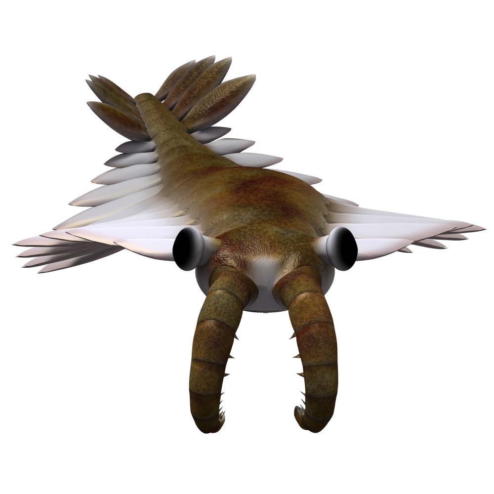 Anomalocaris from the Cambrian period of the Paleozoic Era Canvas Art - Corey FordStocktrek Images (29 x 29)