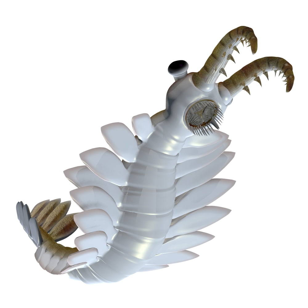 Anomalocaris from the Cambrian period of the Paleozoic Era Canvas Art - Corey FordStocktrek Images (29 x 29)