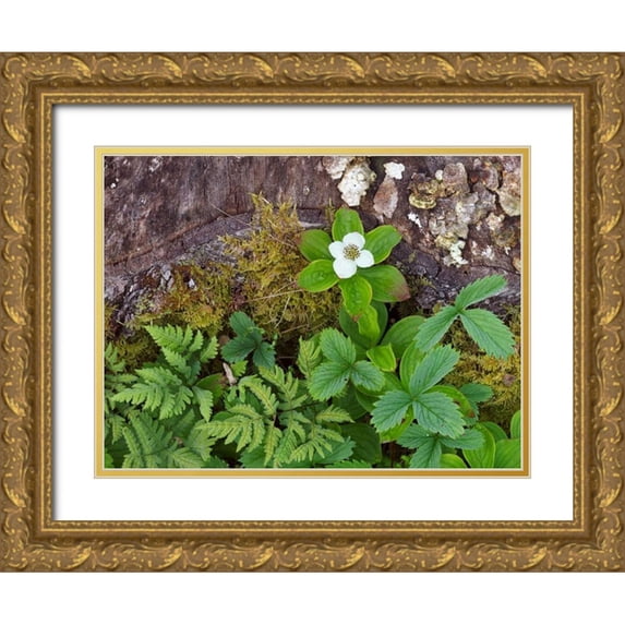 Anon, Ellen 14x12 Gold Ornate Wood Framed with Double Matting Museum Art Print Titled - Canada, New Brunswick Plants on forest floor