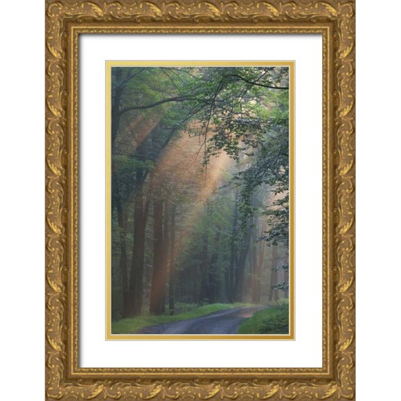 Anon, Ellen 17x24 Gold Ornate Wood Framed with Double Matting Museum Art Print Titled - PA, Light rays streaming through a forest