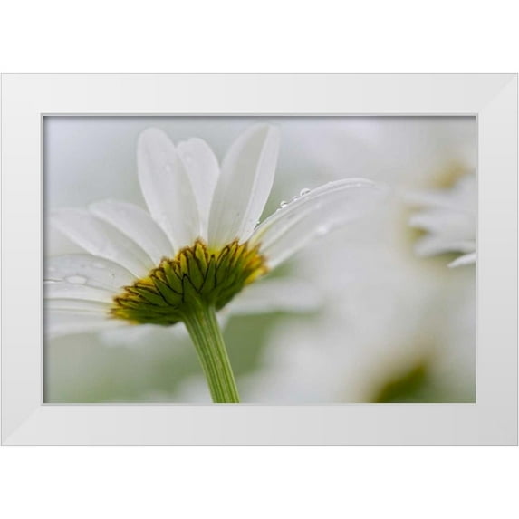 Anon, Ellen 18x13 White Modern Wood Framed Museum Art Print Titled - Canada, New Brunswick Daisy flower