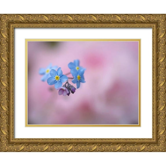 Anon, Ellen 18x15 Gold Ornate Wood Framed with Double Matting Museum Art Print Titled - Canada, New Brunswick Forget-me-not flowers