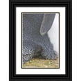 thumbnail image 1 of Anon, Josh 13x18 Black Ornate Wood Framed with Double Matting Museum Art Print Titled - Volunteer Point King penguin chick under parent, 1 of 4