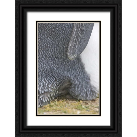 Anon, Josh 13x18 Black Ornate Wood Framed with Double Matting Museum Art Print Titled - Volunteer Point King penguin chick under parent
