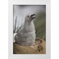 thumbnail image 1 of Anon, Josh 13x18 White Modern Wood Framed Museum Art Print Titled - Saunders Island A juvenile albatross calling, 1 of 4