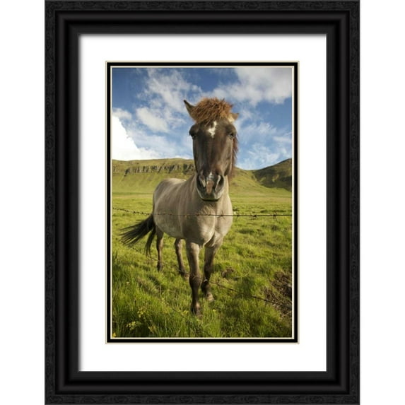 Anon, Josh 17x24 Black Ornate Wood Framed with Double Matting Museum Art Print Titled - Iceland, Reykjavik Icelandic horse next to fence
