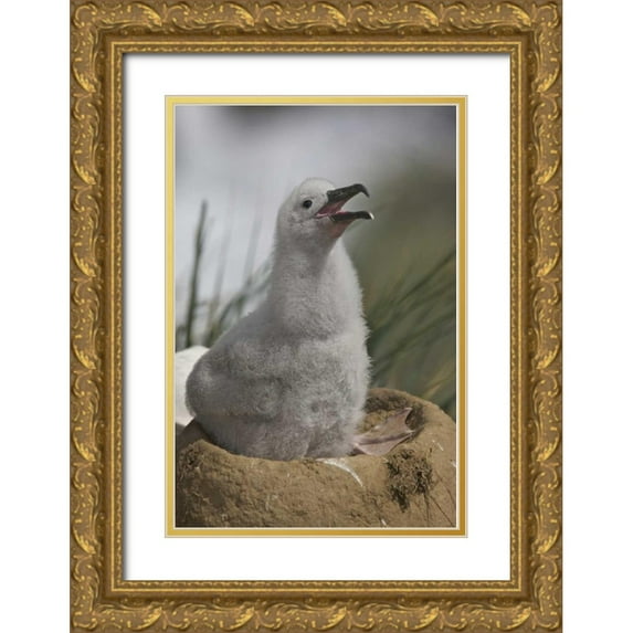 Anon, Josh 17x24 Gold Ornate Wood Framed with Double Matting Museum Art Print Titled - Saunders Island A juvenile albatross calling
