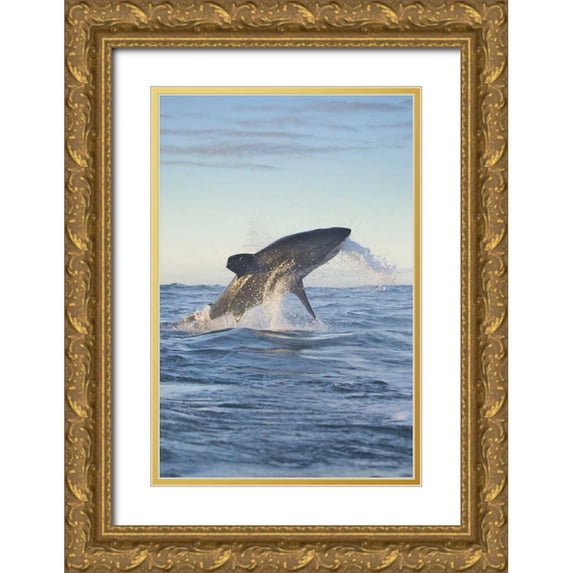 Anon, Josh 17x24 Gold Ornate Wood Framed with Double Matting Museum Art Print Titled - South Cape Town A great white shark hunting