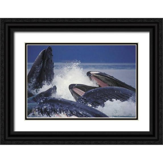 Anon, Josh 18x13 Black Ornate Wood Framed with Double Matting Museum Art Print Titled - Alaska, Juneau Humpback whales bubble net feed