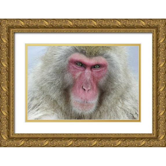 Anon, Josh 18x13 Gold Ornate Wood Framed with Double Matting Museum Art Print Titled - Japan, Jigokudani Monkey Park A snow monkey