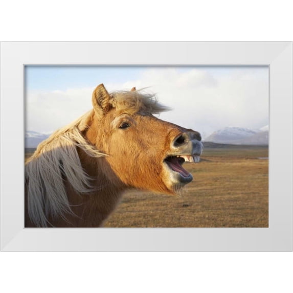 Anon, Josh 18x13 White Modern Wood Framed Museum Art Print Titled - Iceland, Hofn Icelandic horse seems to laugh