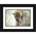 thumbnail image 1 of Anon, Josh 24x17 Black Ornate Wood Framed with Double Matting Museum Art Print Titled - Japan A baby snow monkey peeks out from mom, 1 of 4