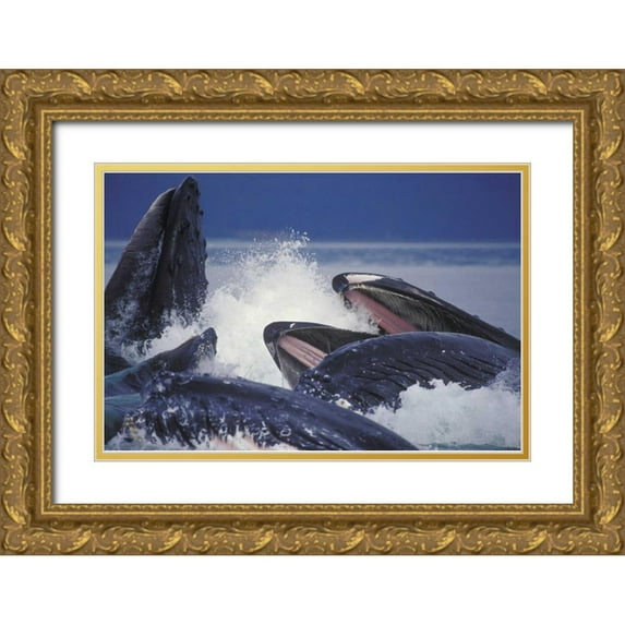 Anon, Josh 24x17 Gold Ornate Wood Framed with Double Matting Museum Art Print Titled - Alaska, Juneau Humpback whales bubble net feed