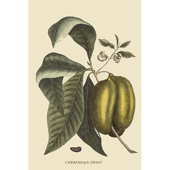 Anona - Cherimoya Fruit-Fine Art Canvas Print (20" x 30")