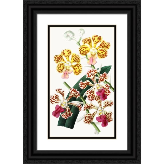Anonymous 10x14 Black Ornate Wood Framed Double Matted Museum Art Print Titled: Vanda Tricolor Flavescens, Vanda Tricolor Formosa (1852-1861)