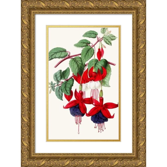 Anonymous 10x14 Gold Ornate Wood Frame and Double Matted Museum Art Print Titled - Fuchsias - Eclat, Sir C. Campbell (1852-1861)
