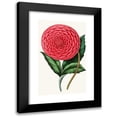 thumbnail image 1 of Anonymous 11x14 Black Modern Framed Museum Art Print Titled - Dahlia (1852-1861), 1 of 5