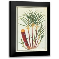 Anonymous 11x14 Black Modern Framed Museum Art Print Titled - Sugar Cane