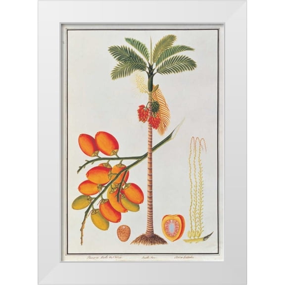 Anonymous 11x14 White Modern Wood Framed Museum Art Print Titled - Penang Betle Nut Tree