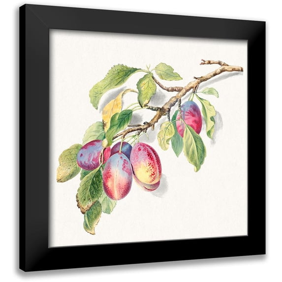 Anonymous 12x12 Black Modern Framed Museum Art Print Titled - A branch of ripe plums
