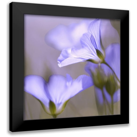 Anonymous 12x12 Black Modern Framed Museum Art Print Titled - Fleur Mauve