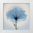 thumbnail image 1 of Anonymous 12x12 White Modern Wood Framed Museum Art Print Titled - Bud in Bloom, Blue, 1 of 4