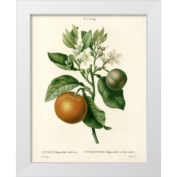 Anonymous 12x14 White Modern Wood Framed Museum Art Print Titled - Citrus Plant Botanical