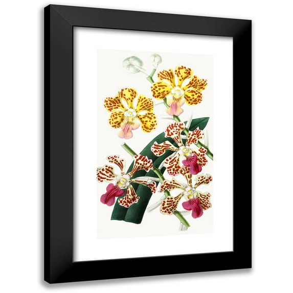 Anonymous 12x18 Black Modern Framed Museum Art Print Titled - Vanda Tricolor Flavescens, Vanda Tricolor Formosa (1852-1861)
