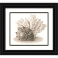 thumbnail image 1 of Anonymous 13x12 Black Ornate Wood Framed with Double Matting Museum Art Print Titled - Seashells II, 1 of 4