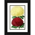 thumbnail image 1 of Anonymous 13x18 Black Ornate Wood Framed Double Matted Museum Art Print Titled - Chrysanthemum - Golden Queen, Prince Albert (1852-1861), 1 of 5