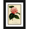 thumbnail image 1 of Anonymous 13x18 Black Ornate Wood Framed with Double Matting Museum Art Print Titled - Camelia Japonica, 1 of 4