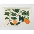 thumbnail image 1 of Anonymous 14x11 White Modern Wood Framed Museum Art Print Titled - Macao Oranges, 1 of 4