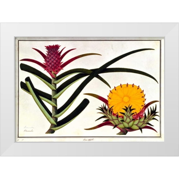 Anonymous 14x11 White Modern Wood Framed Museum Art Print Titled - Pineapple