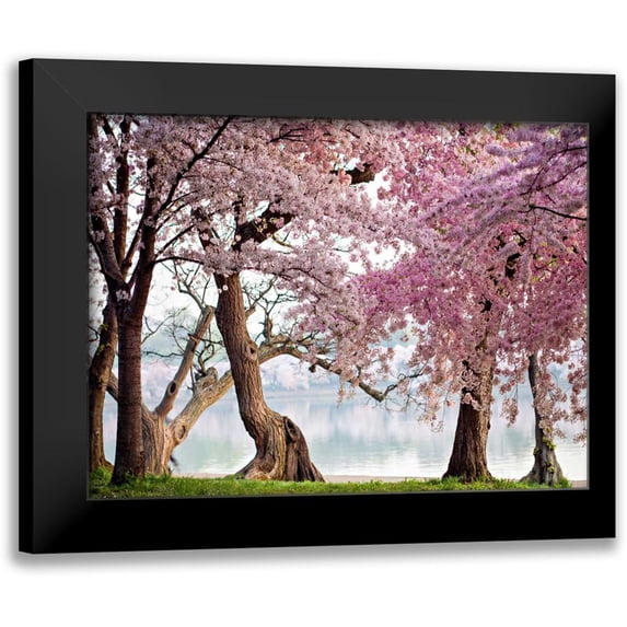 Anonymous 14x12 Black Modern Framed Museum Art Print Titled - A row of cherry trees bloom at sunrise on the edge of the tidal basin. Washington- USA
