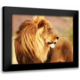 thumbnail image 1 of Anonymous 14x12 Black Modern Framed Museum Art Print Titled - Male lion, Namibia, 1 of 5