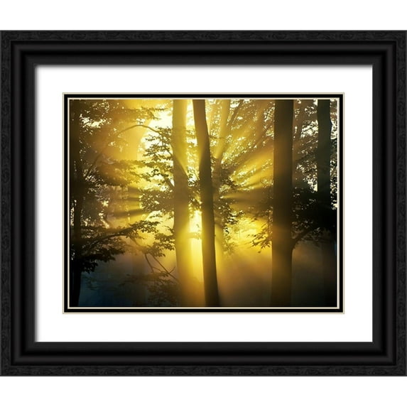 Anonymous 14x12 Black Ornate Wood Framed with Double Matting Museum Art Print Titled - Light Through the Trees I, Color