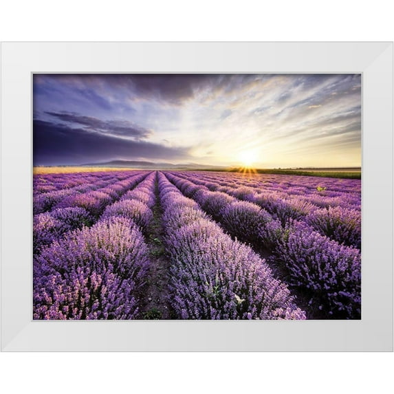 Anonymous 14x12 White Modern Wood Framed Museum Art Print Titled - Lavender Sunrise