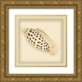 thumbnail image 1 of Anonymous 15x15 Gold Ornate Wood Framed with Double Matting Museum Art Print Titled - Leopard Shell, 1 of 4