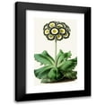 thumbnail image 1 of Anonymous 16x24 Black Modern Framed Museum Art Print Titled - Auricula (1852-1861), 1 of 5