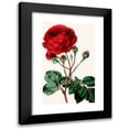 thumbnail image 1 of Anonymous 16x24 Black Modern Framed Museum Art Print Titled - Rose (1852-1861), 1 of 5
