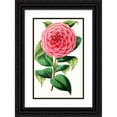 thumbnail image 1 of Anonymous 16x24 Black Ornate Framed Double Matted Museum Art Print Titled: Camellia Japoica Exquisite (1852-1861), 1 of 5
