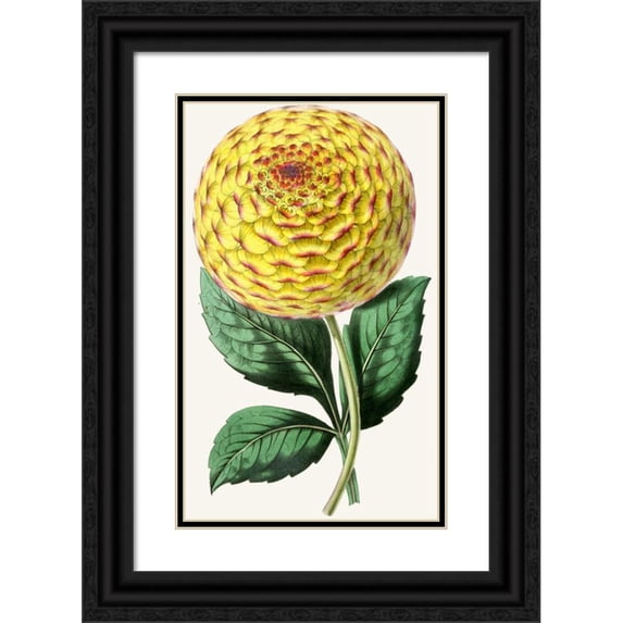 Anonymous 16x24 Black Ornate Framed Double Matted Museum Art Print Titled: Dahlia, Queen Victoria (1852-1861)