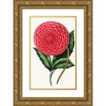 thumbnail image 1 of Anonymous 16x24 Gold Ornate Framed and Double Matted Museum Art Print Titled - Dahlia (1852-1861), 1 of 4