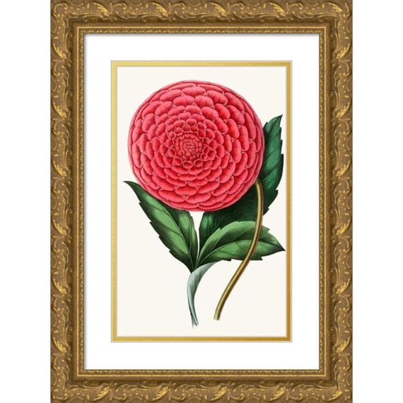 Anonymous 16x24 Gold Ornate Framed and Double Matted Museum Art Print Titled - Dahlia (1852-1861)