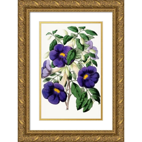 Anonymous 16x24 Gold Ornate Framed and Double Matted Museum Art Print Titled - Meyenia Erecta (1852-1861)