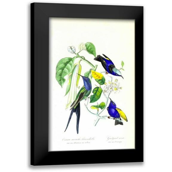 Anonymous, 1842 11x14 Black Modern Framed Museum Art Print Titled - Humming Bird on Orange Tree