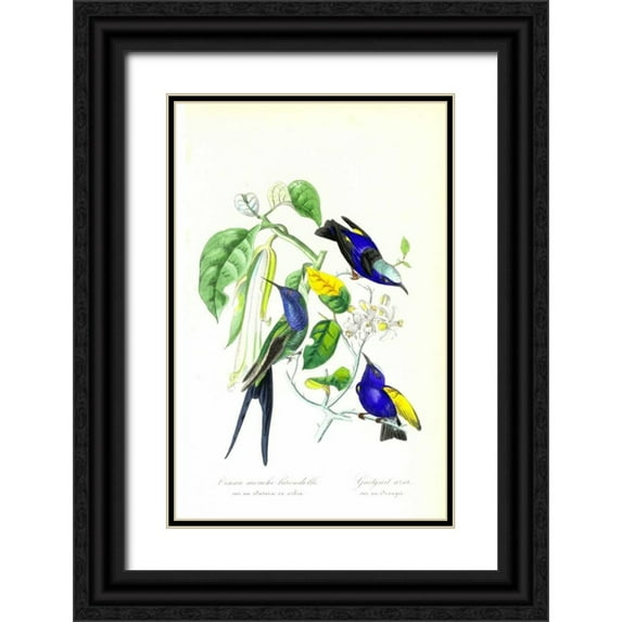 Anonymous, 1842 11x14 Black Ornate Wood Framed with Double Matting Museum Art Print Titled - Humming Bird on Orange Tree